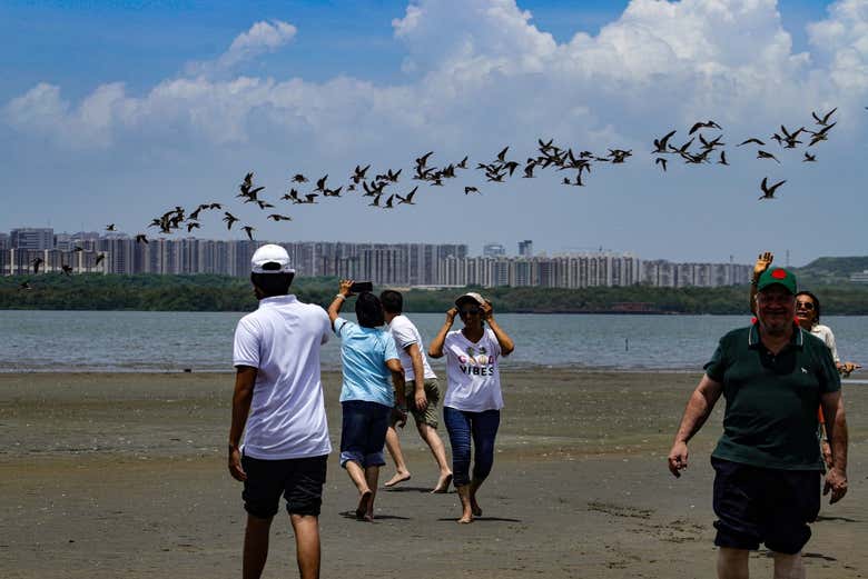 Avistaremos diferentes especies de aves