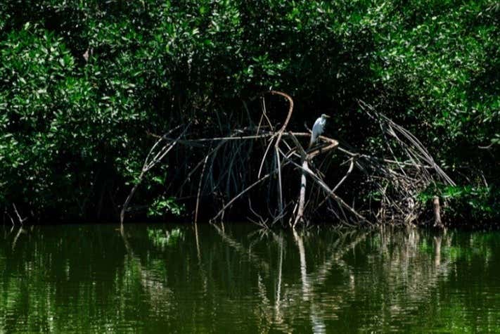 Learning about Ciénaga's wildlife