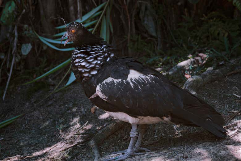 Northern screamer