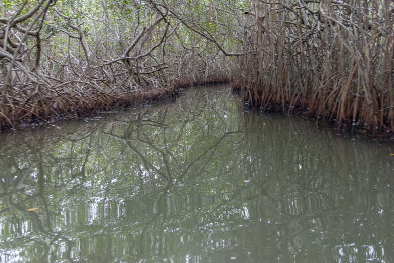 Mangrove in the Ciénaga Grande de Santa Marta