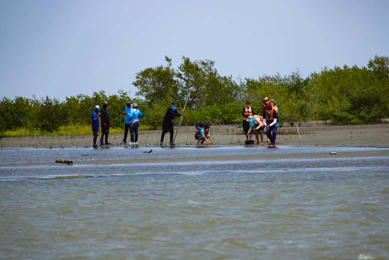 ¡Plantaremos un manglar!