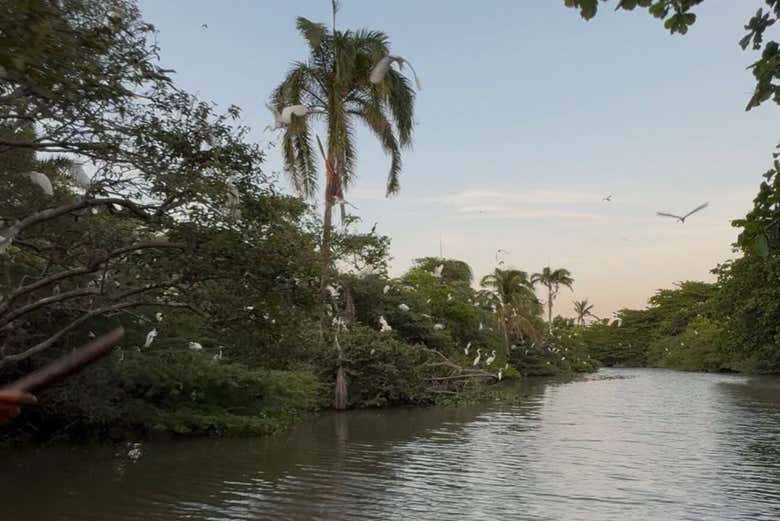 ¿Preparados para navegar por el río Magdalena?