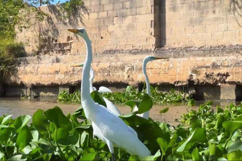 Una garza en el río Magdalena