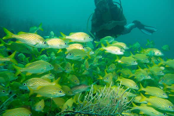 Buceo en Barú