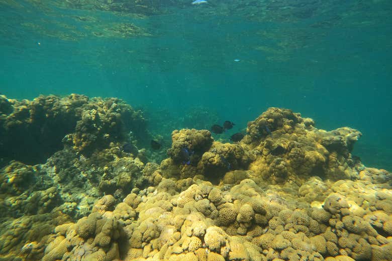 Arrecifes en los fondos marinos de Barú