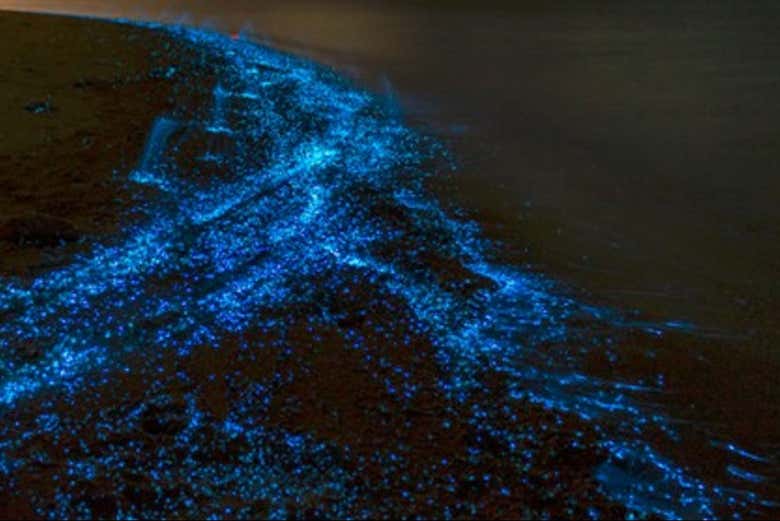 Descubriendo todo sobre el plancton luminiscente