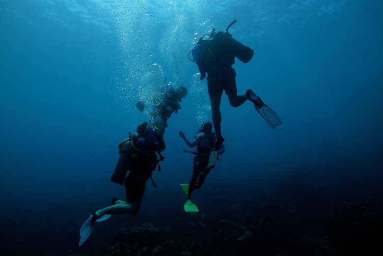 Diving into the open waters
