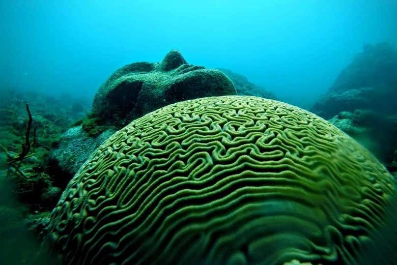 Descubriendo los secretos submarinos