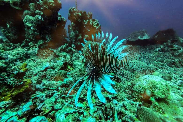 A red lionfish in the reefs of Baru