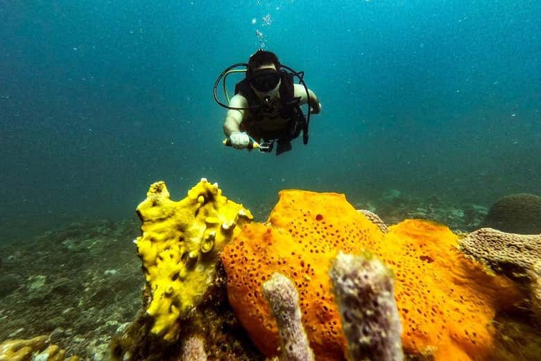 See fascinating coral reefs