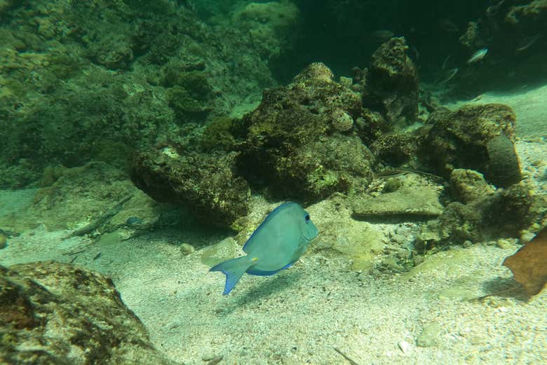 Un pez nadando entre arrecifes
