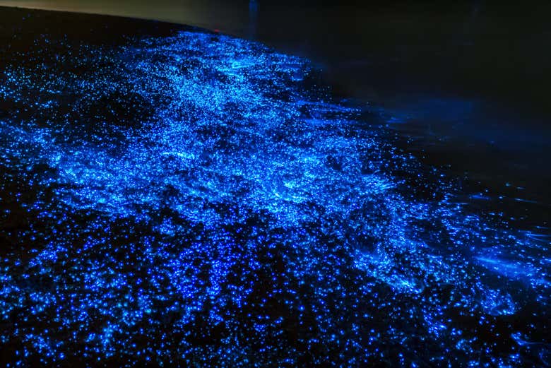 Bioluminescent plankton near Playa Blanca