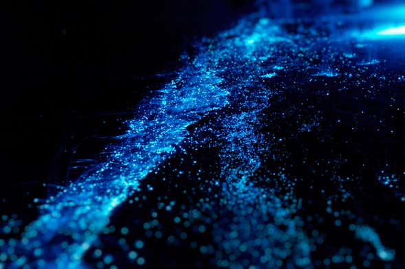 Bioluminescent Plankton Tour