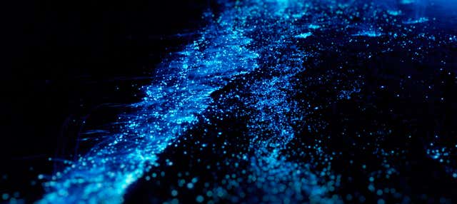 Bioluminescent Plankton Tour