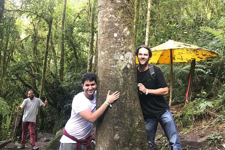 Abraçando árvores no bosque