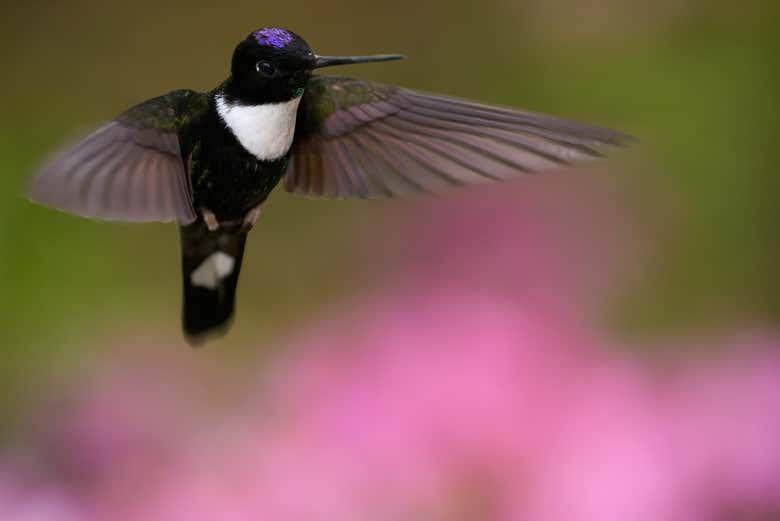 Conhecendo a variada avifauna do parque