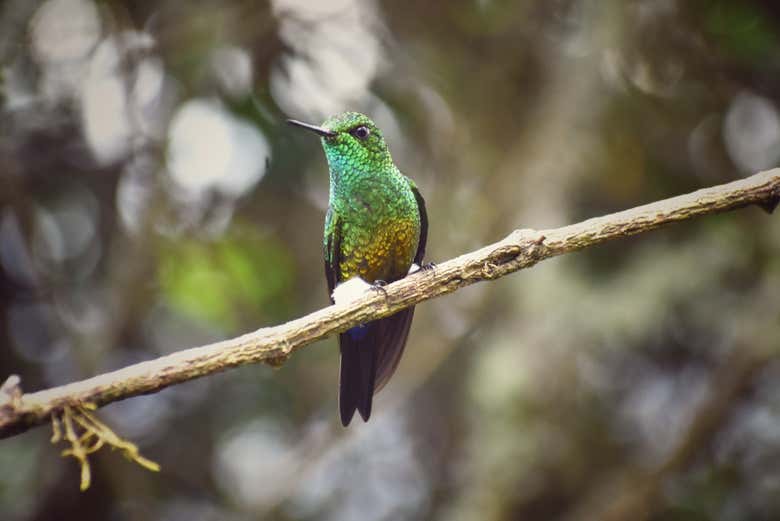 Look our for different species of hummingbird