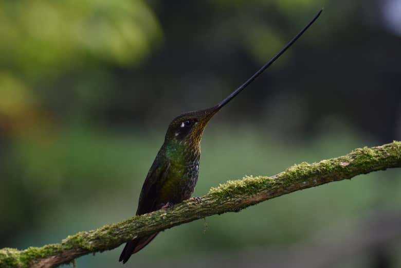 Um beija-flor-bico-de-espada