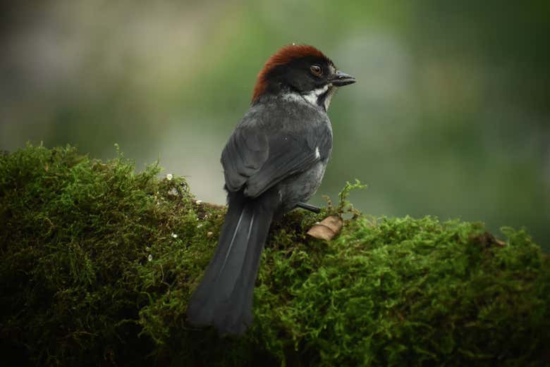 Um exemplar de tico-tico