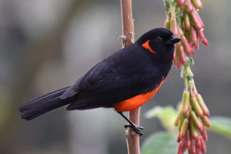 Spot scarlet-bellied mountain tanager