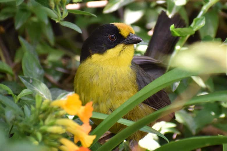 Um tico-tico-de-nuca-pálida
