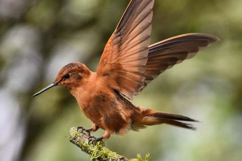 Um beija-flor-resplandecente