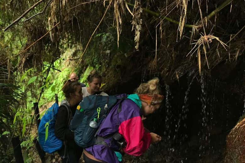Bebendo água da cascata