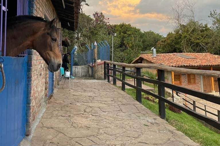 Conheceremos os cavalos colombianos de Passo Fino