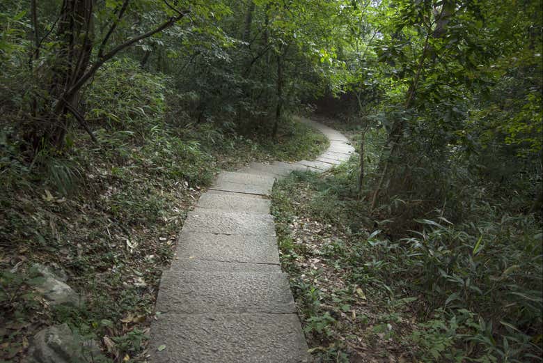 Um dos caminhos do Parque Natural Chicaque