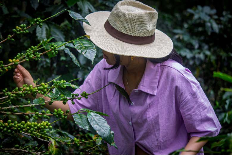 Visitaremos una finca cafetera