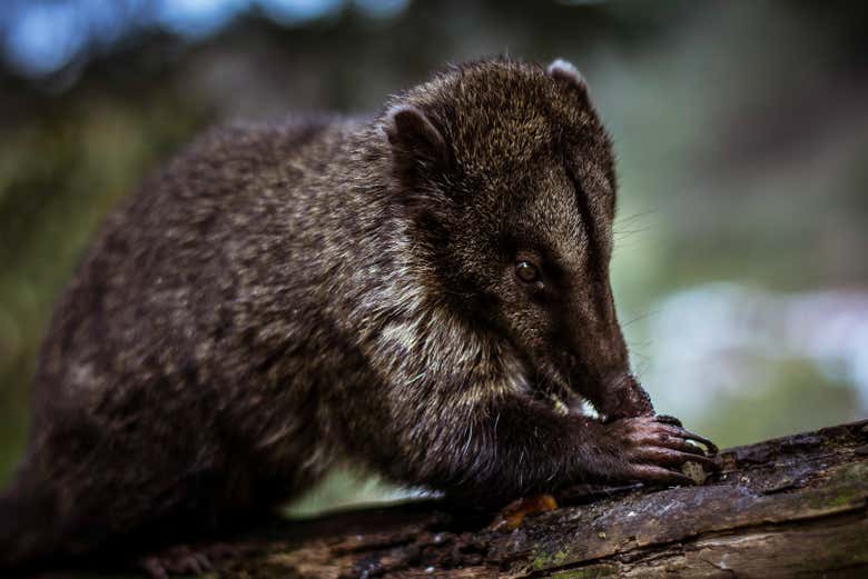 Un coatí en la rama de un árbol