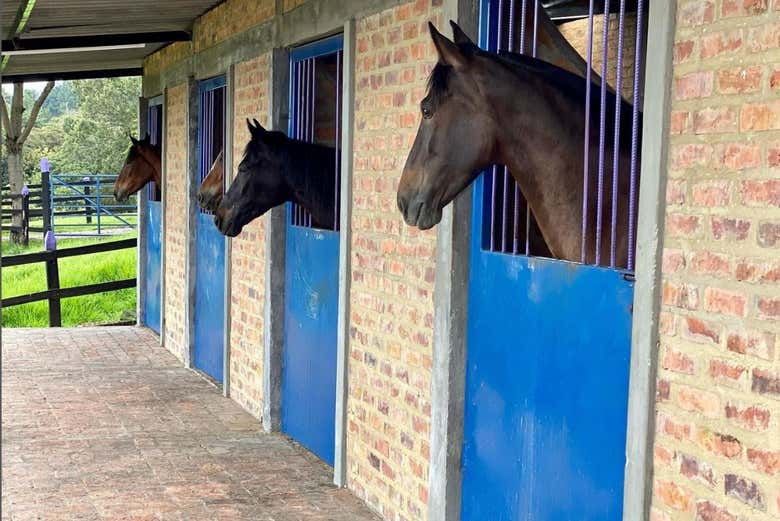 Visitaremos as quadras do estábulo