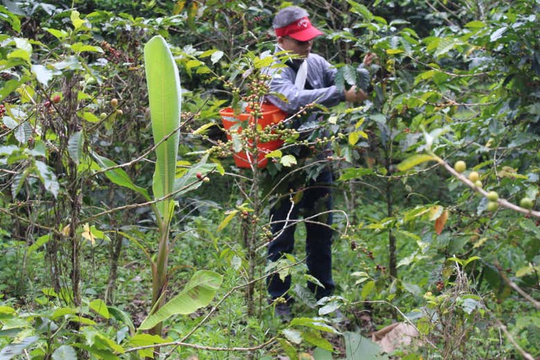 En las plantaciones de café