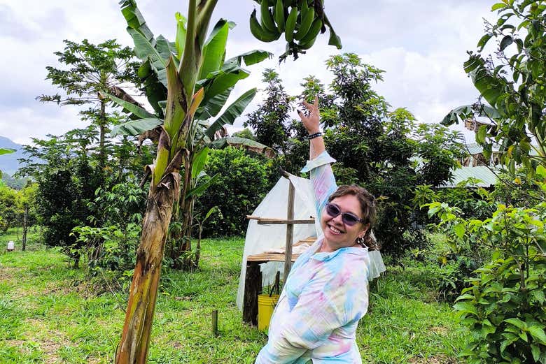Descobriremos outros frutos na fazenda cafeeira