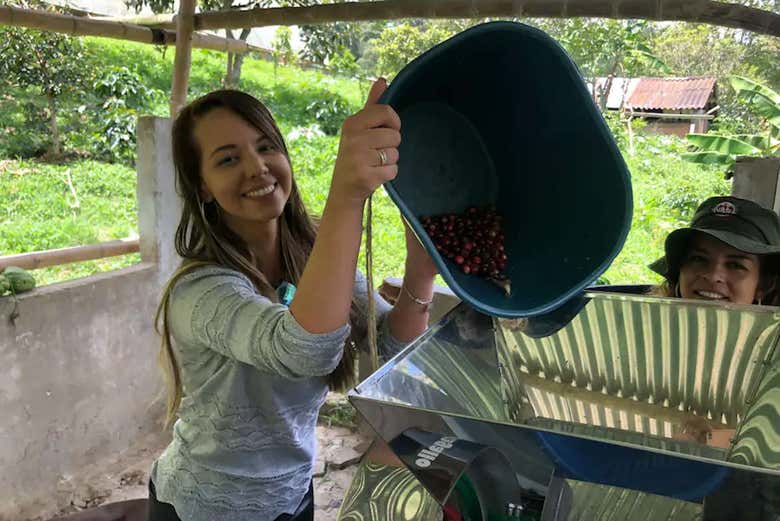 Procesando los granos de café