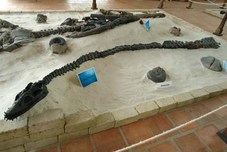 Fósiles del Museo Paleontológico de Leyva