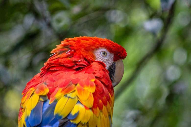 Un guacamayo macao en el bioparque
