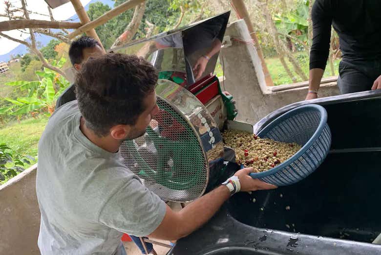Limpiando los granos de café