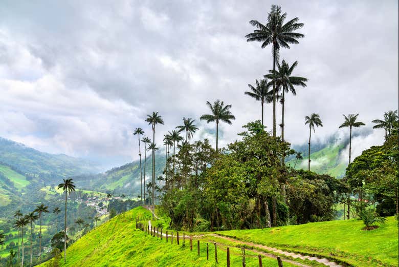 Las palmas de cera del Valle de Cocora