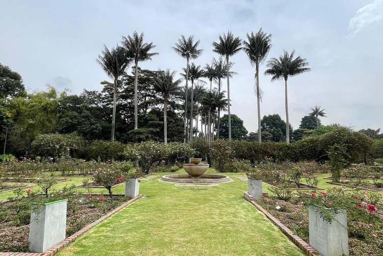Unas bonitas palmeras en el interior del Jardín Botánico