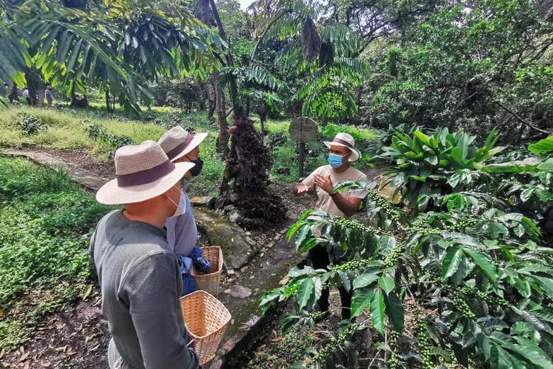 Exploring the coffee plantations