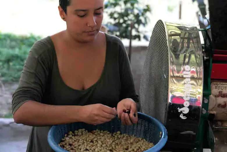 Seleccionado los mejores granos de café
