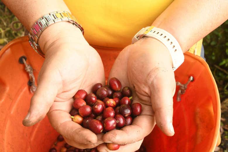 El secreto de los mejores granos de café de Colombia