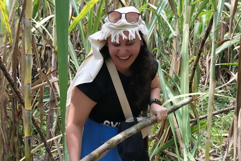 Explore a sugar cane plantation