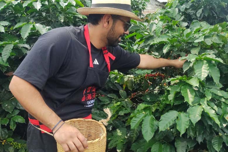 Raccogliendo chicchi di caffè
