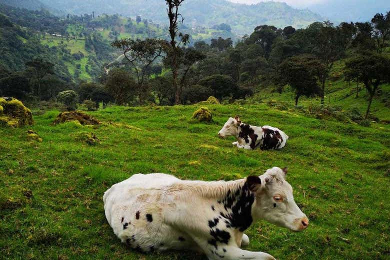 Vacas no campo verde