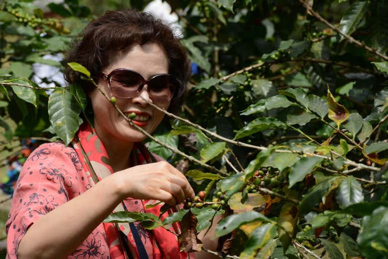 Seeing the coffee beans