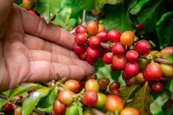 Excursión a los cafetales colombianos