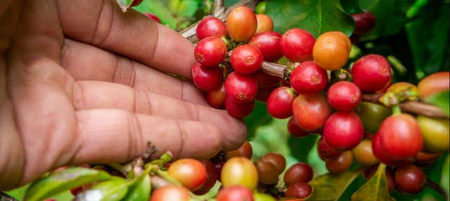 Excursión a los cafetales colombianos