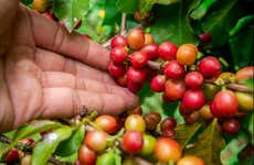 Bogotá Coffee Farm Trip